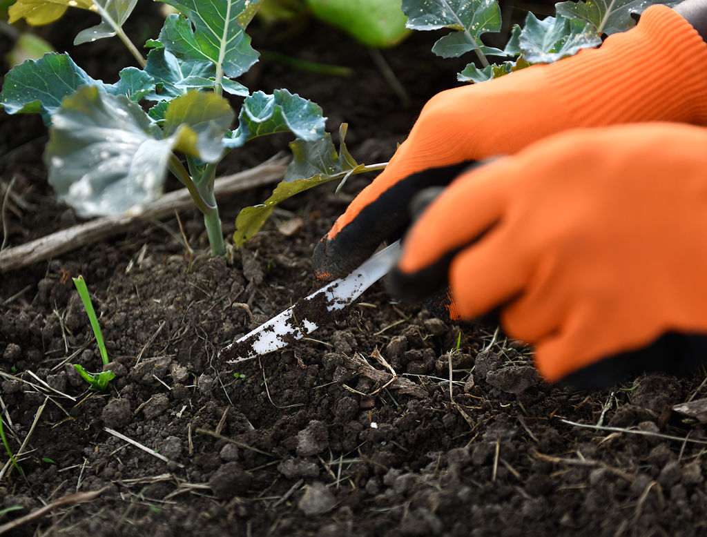 Dorothy Slaughter removes weeds from her garden plot